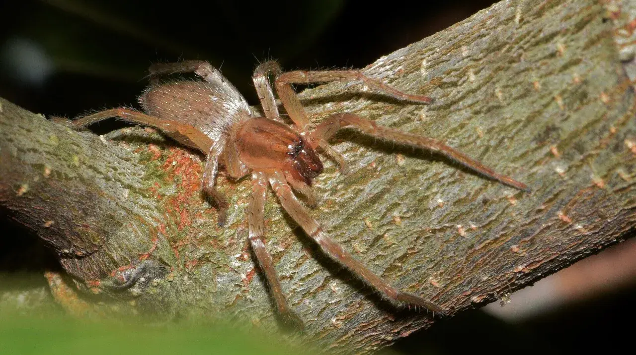 Eine Spinne, ein giftiges Tier, sitzt auf einem Ast. Ihre Beine sind lang und behaart.