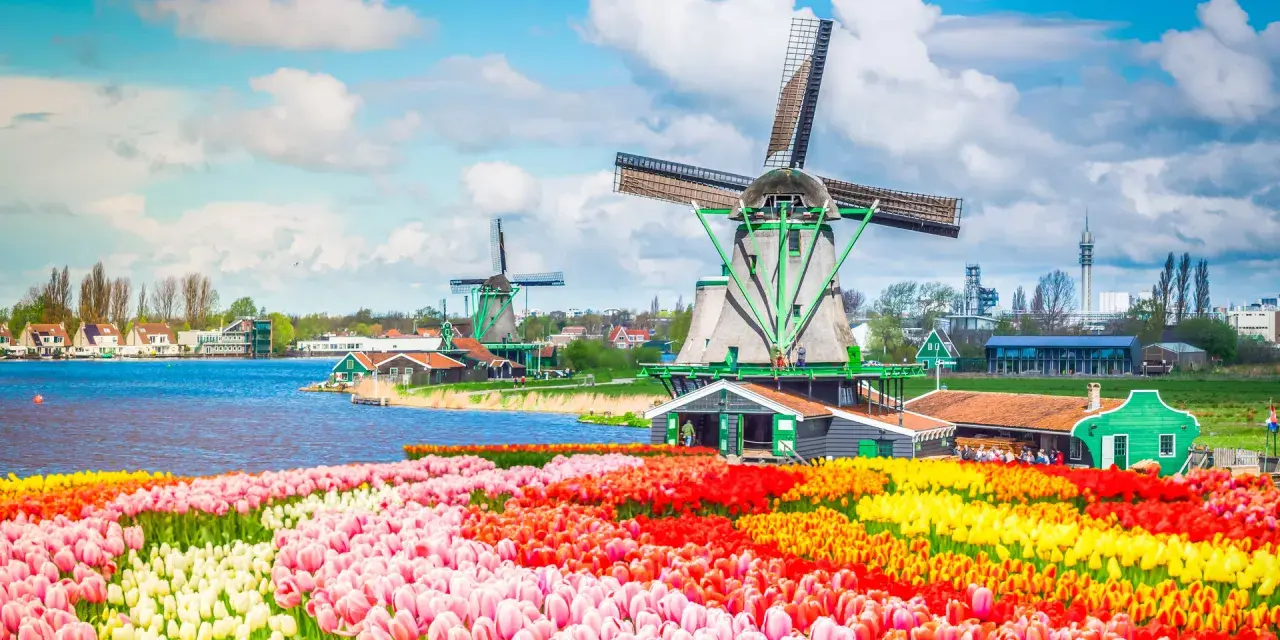 Bunte Tulpenfelder vor historischen Windmühlen, eine typische Szene der Amsterdam Attraktionen.
