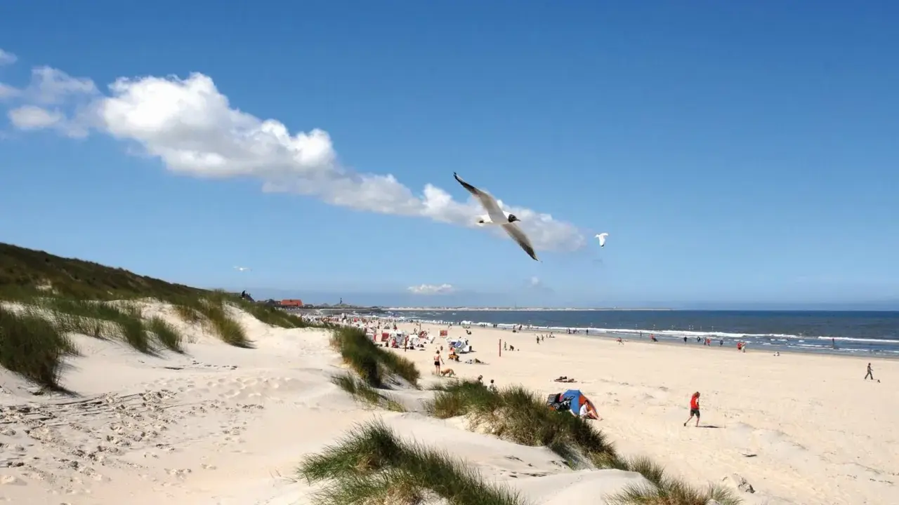 Möwen kreisen über einem sonnigen Strand mit Dünen und Menschen, ein typisches Bild der Nordseeinseln.