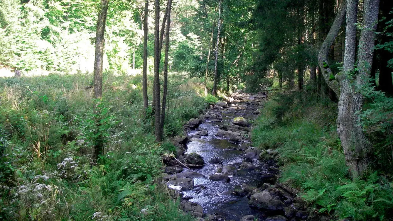 Ein versteckter Bachlauf im Harz, ideal für ruhiges Wandern. Ein echter Geheimtipp für Naturliebhaber.