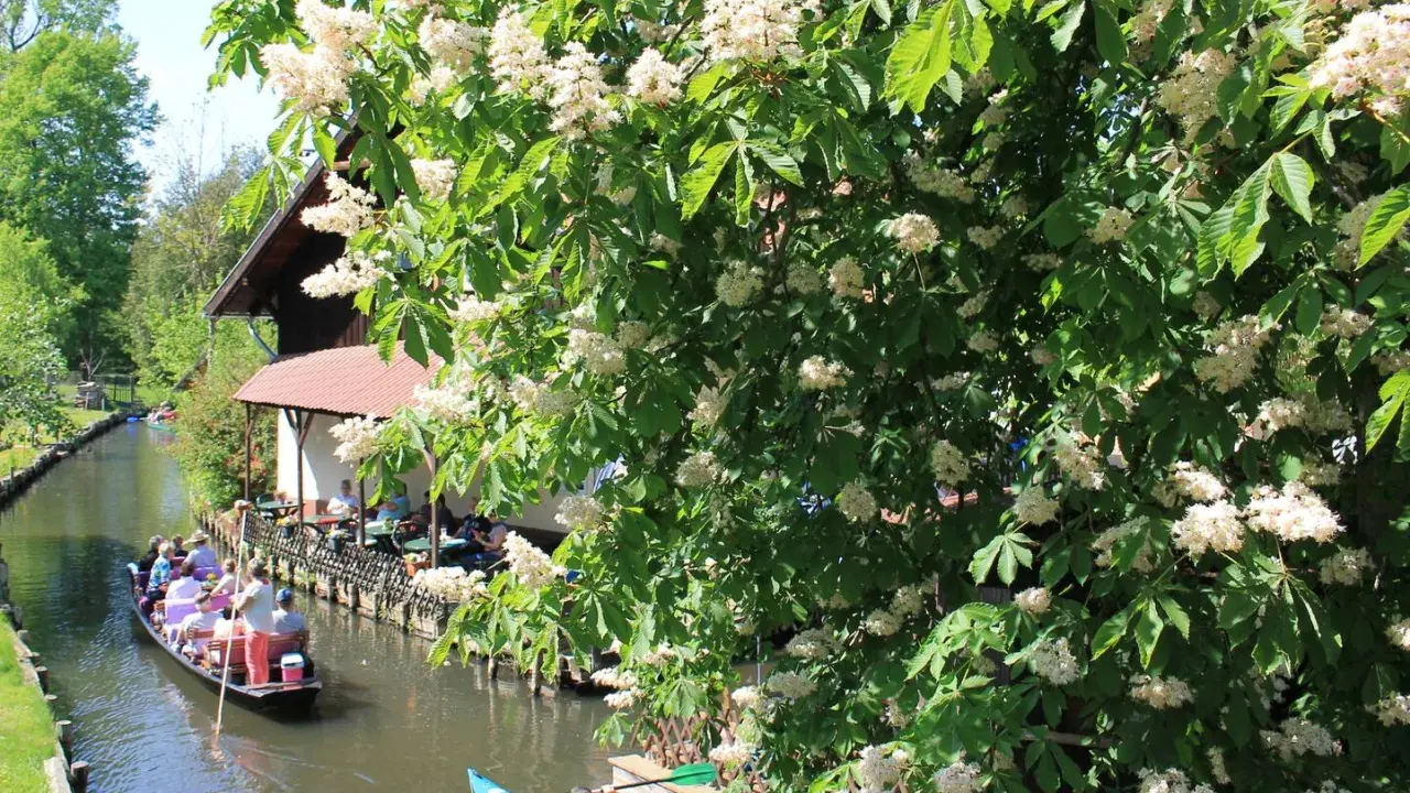 Blühende Kastanienbäume säumen den Kanal, auf dem ein Kahnbus und Kanus fahren. Ein idyllisches Bild der Spreewald Ausflugsziele.