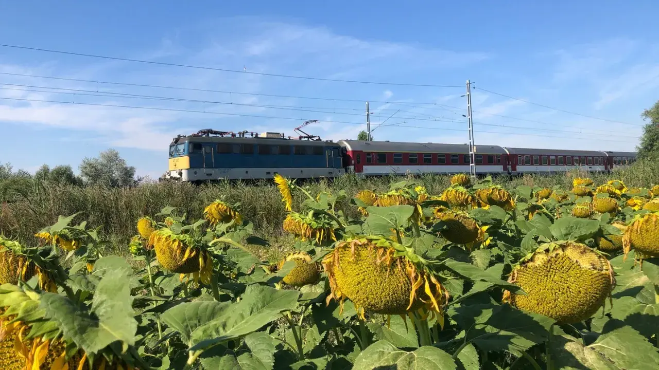 Ein Zug fährt durch Ungarn, vorbei an einem Feld voller Sonnenblumen unter blauem Himmel.