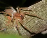 Eine Spinne, ein giftiges Tier, sitzt auf einem Ast. Ihre Beine sind lang und behaart.