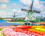 Bunte Tulpenfelder vor historischen Windmühlen, eine typische Szene der Amsterdam Attraktionen.