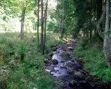 Ein versteckter Bachlauf im Harz, ideal für ruhiges Wandern. Ein echter Geheimtipp für Naturliebhaber.