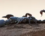 Ein dunkler Skorpion ruht auf einem Stein. Skorpione in Europa sind faszinierende Tiere, die man in warmen Regionen finden kann.