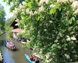 Blühende Kastanienbäume säumen den Kanal, auf dem ein Kahnbus und Kanus fahren. Ein idyllisches Bild der Spreewald Ausflugsziele.