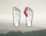 Fußskelett mit rot markiertem Ballenbereich, ideal für die Auswahl von hallux wanderschuhen.