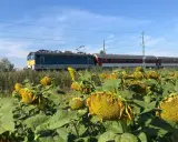 Ein Zug fährt durch Ungarn, vorbei an einem Feld voller Sonnenblumen unter blauem Himmel.