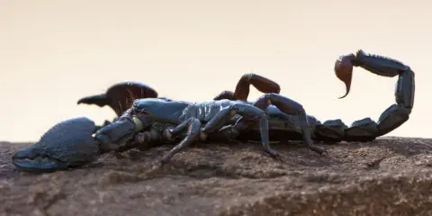 Ein dunkler Skorpion ruht auf einem Stein. Skorpione in Europa sind faszinierende Tiere, die man in warmen Regionen finden kann.