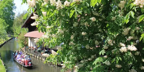 Blühende Kastanienbäume säumen den Kanal, auf dem ein Kahnbus und Kanus fahren. Ein idyllisches Bild der Spreewald Ausflugsziele.