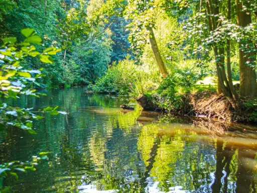 Idyllischer Bachlauf im Grünen, perfekt für eine entspannte Wanderung in Hamburg.