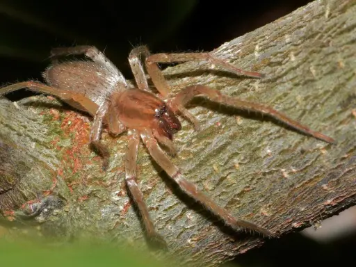 Eine Spinne, ein giftiges Tier, sitzt auf einem Ast. Ihre Beine sind lang und behaart.