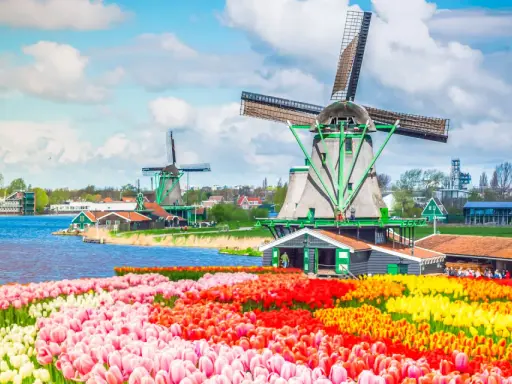 Bunte Tulpenfelder vor historischen Windmühlen, eine typische Szene der Amsterdam Attraktionen.