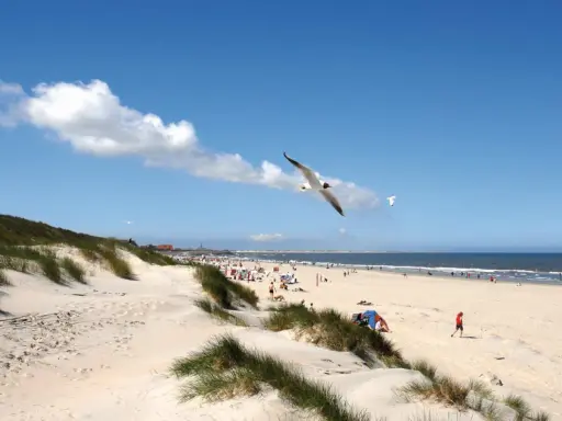 Möwen kreisen über einem sonnigen Strand mit Dünen und Menschen, ein typisches Bild der Nordseeinseln.