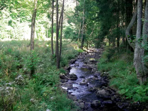 Ein versteckter Bachlauf im Harz, ideal für ruhiges Wandern. Ein echter Geheimtipp für Naturliebhaber.