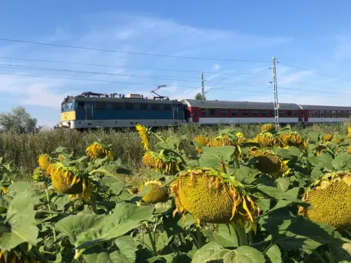 Ein Zug fährt durch Ungarn, vorbei an einem Feld voller Sonnenblumen unter blauem Himmel.