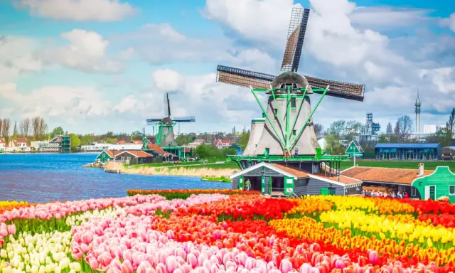 Bunte Tulpenfelder vor historischen Windmühlen, eine typische Szene der Amsterdam Attraktionen.
