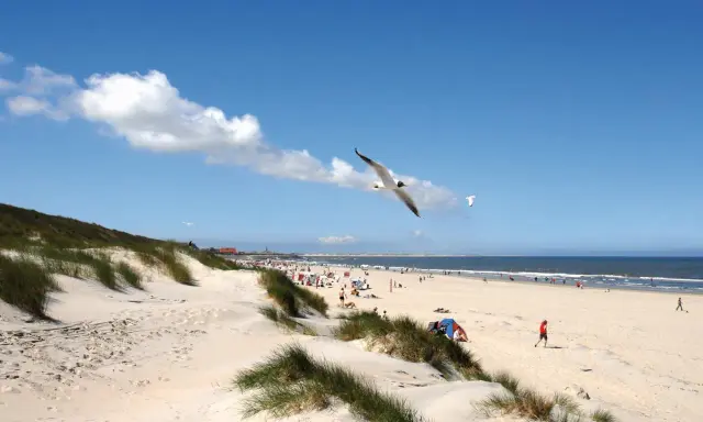 Möwen kreisen über einem sonnigen Strand mit Dünen und Menschen, ein typisches Bild der Nordseeinseln.