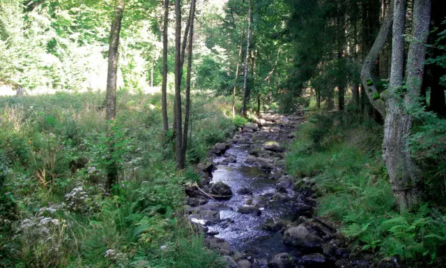 Ein versteckter Bachlauf im Harz, ideal für ruhiges Wandern. Ein echter Geheimtipp für Naturliebhaber.