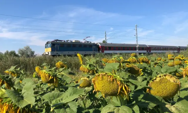 Ein Zug fährt durch Ungarn, vorbei an einem Feld voller Sonnenblumen unter blauem Himmel.