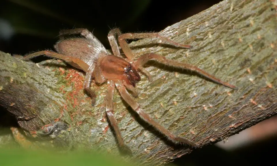 Eine Spinne, ein giftiges Tier, sitzt auf einem Ast. Ihre Beine sind lang und behaart.