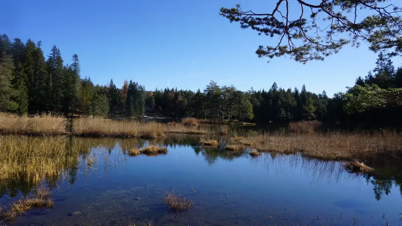Ein ruhiger See mit Schilf und Nadelb&auml;umen, ein Seefeld Geheimtipp im klaren Herbstlicht.
