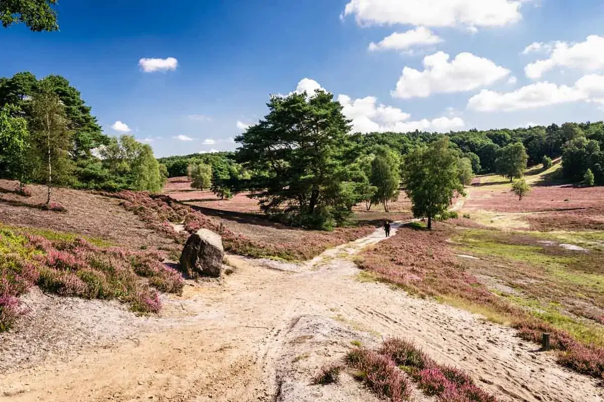 Ein einsamer Wanderer genie&szlig;t die Heidebl&uuml;te bei Hamburg. Ein Pfad f&uuml;hrt durch bl&uuml;hende lila Heide und gr&uuml;ne B&auml;ume unter blauem Himmel.