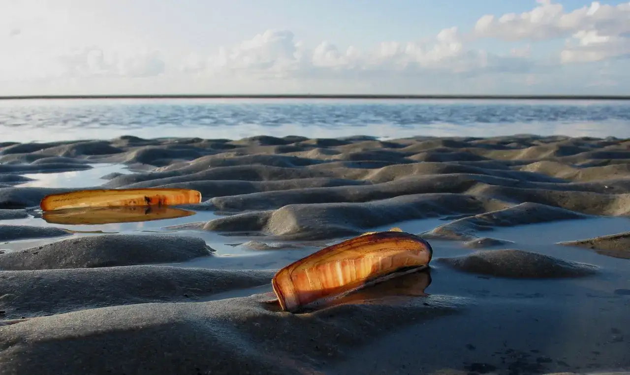 Zwei Muscheln liegen im nassen Sand der Nordseeinseln, das Wasser spiegelt den Himmel.