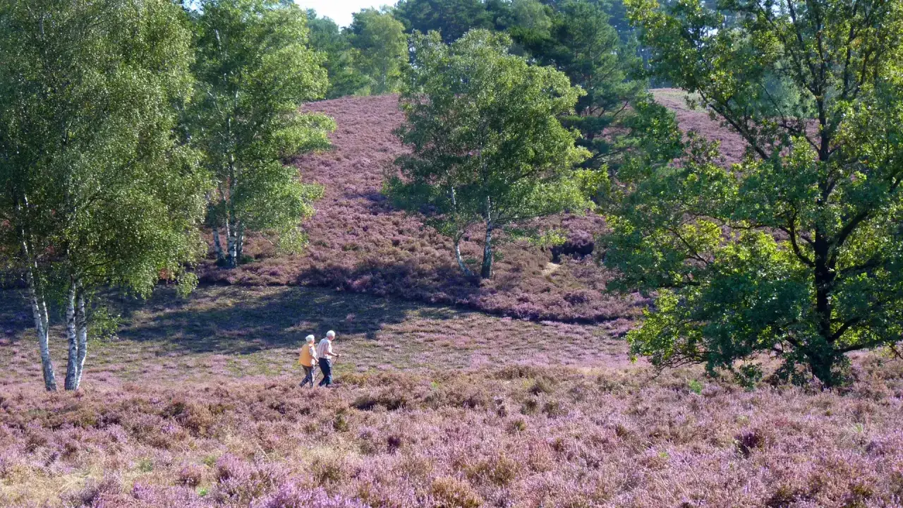 Ein &auml;lteres Paar genie&szlig;t das Wandern in Norddeutschland durch eine bl&uuml;hende Heide.