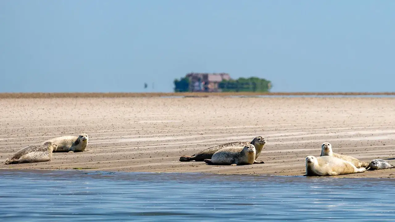 Seehunde ruhen am Strand von Schleswig-Holstein. Ein perfekter Ort zum Wandern und Beobachten der Natur.