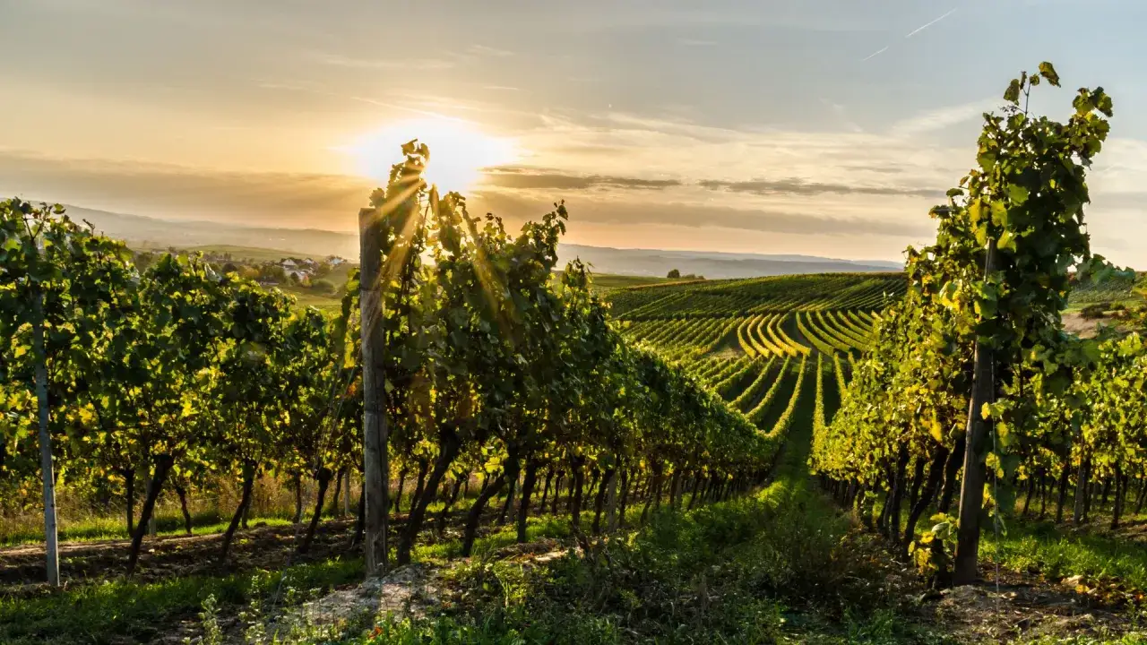 Sonnenuntergang über Weinbergen. Ein perfekter Ort für Wein Wandern, mit sanften Hügeln und Reben, die sich im goldenen Licht erstrecken.