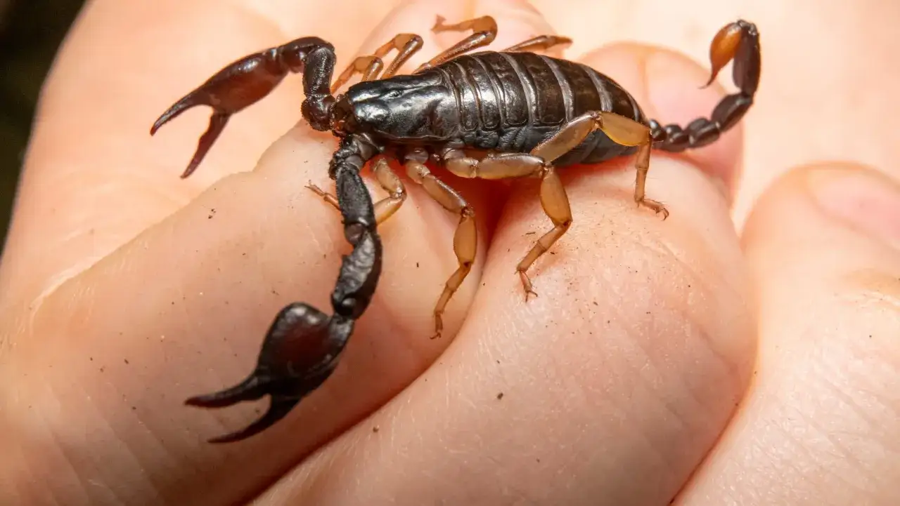 Ein dunkler Skorpion krabbelt auf einer Hand. Diese Art von Skorpionen ist auch in Europa zu finden.
