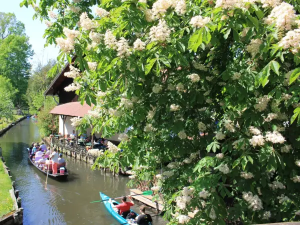 Blühende Kastanienbäume säumen den Kanal, auf dem ein Kahnbus und Kanus fahren. Ein idyllisches Bild der Spreewald Ausflugsziele.